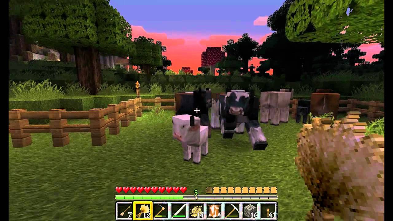 Feeding the cows in Minecraft