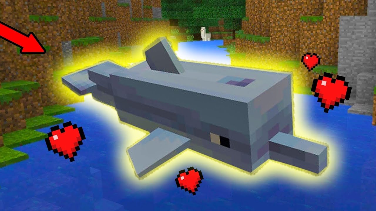 How To Find and Tame DOLPHINS in Minecraft PE (Pocket ...