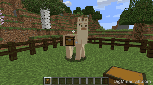 How to put a Chest on a Llama in Minecraft