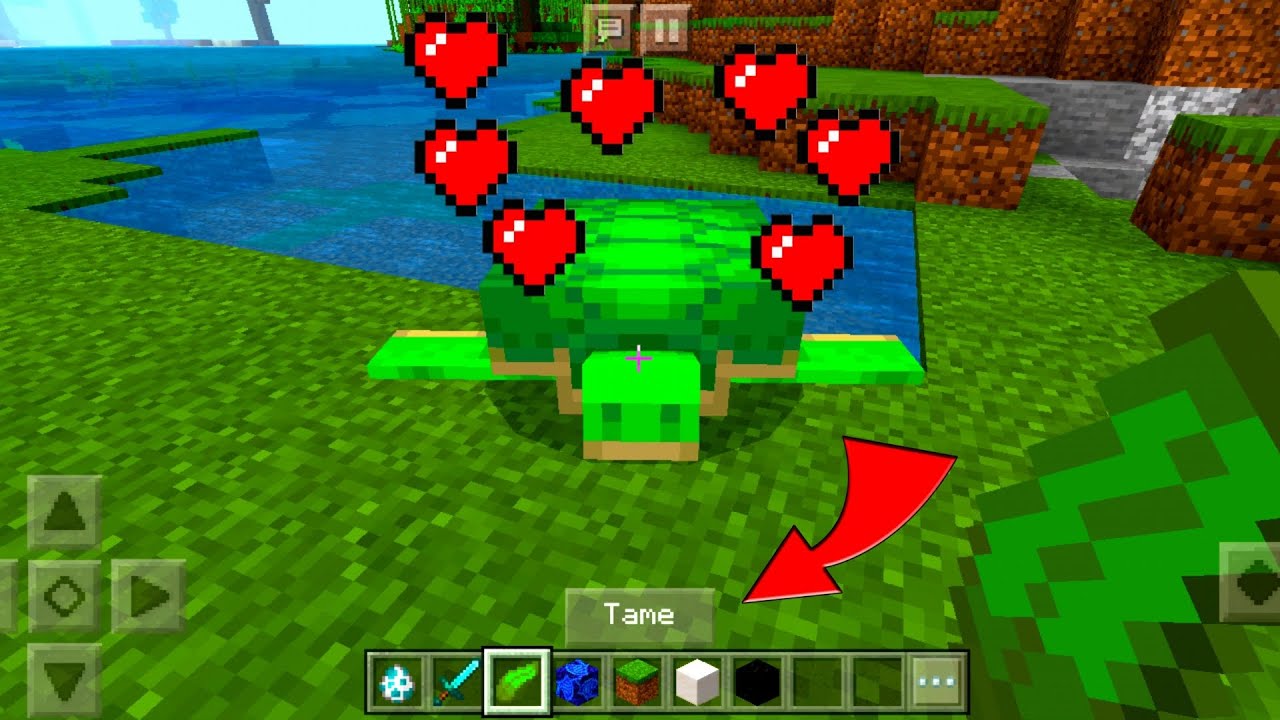 How to TAME a Turtle in Minecraft pocket edition
