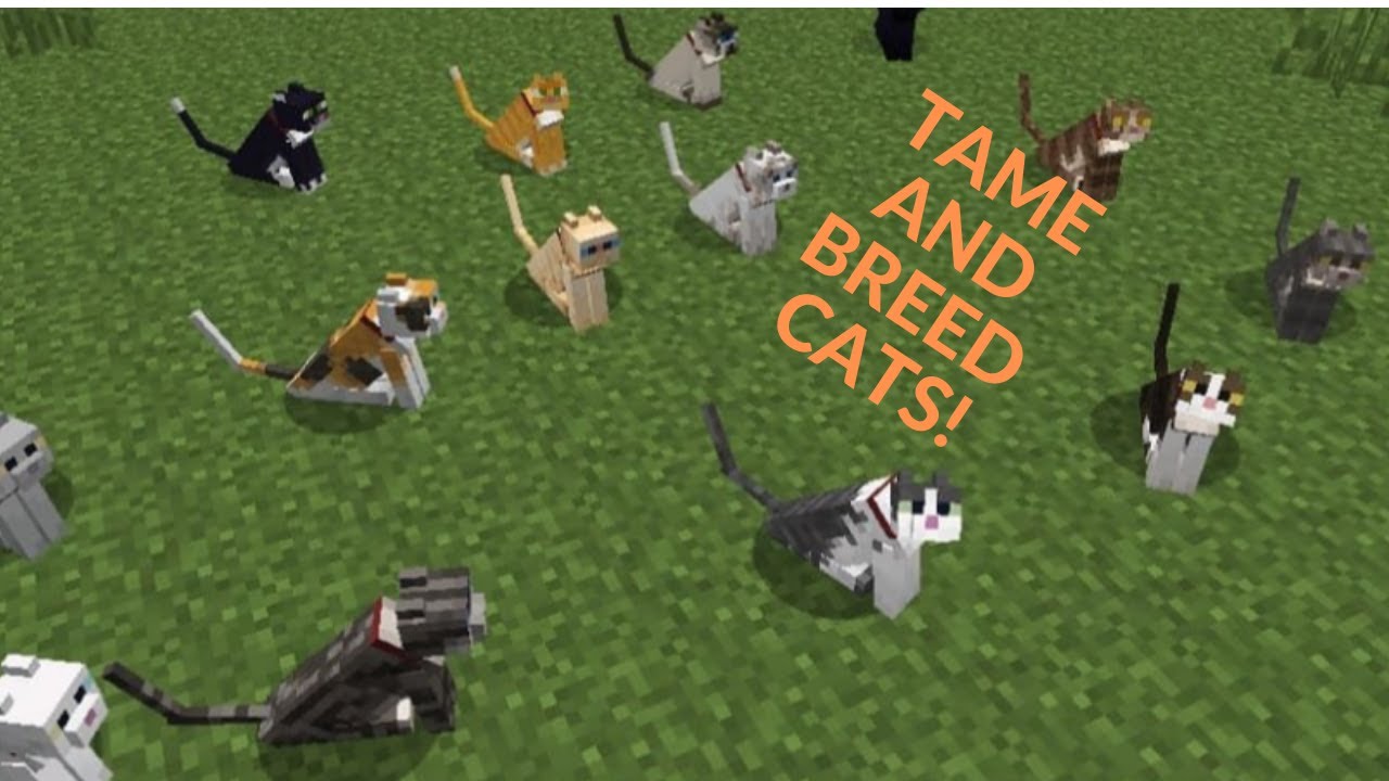 HOW TO TAME AND BREED A CAT IN MINECRAFT! (TUTORIAL #2 ...