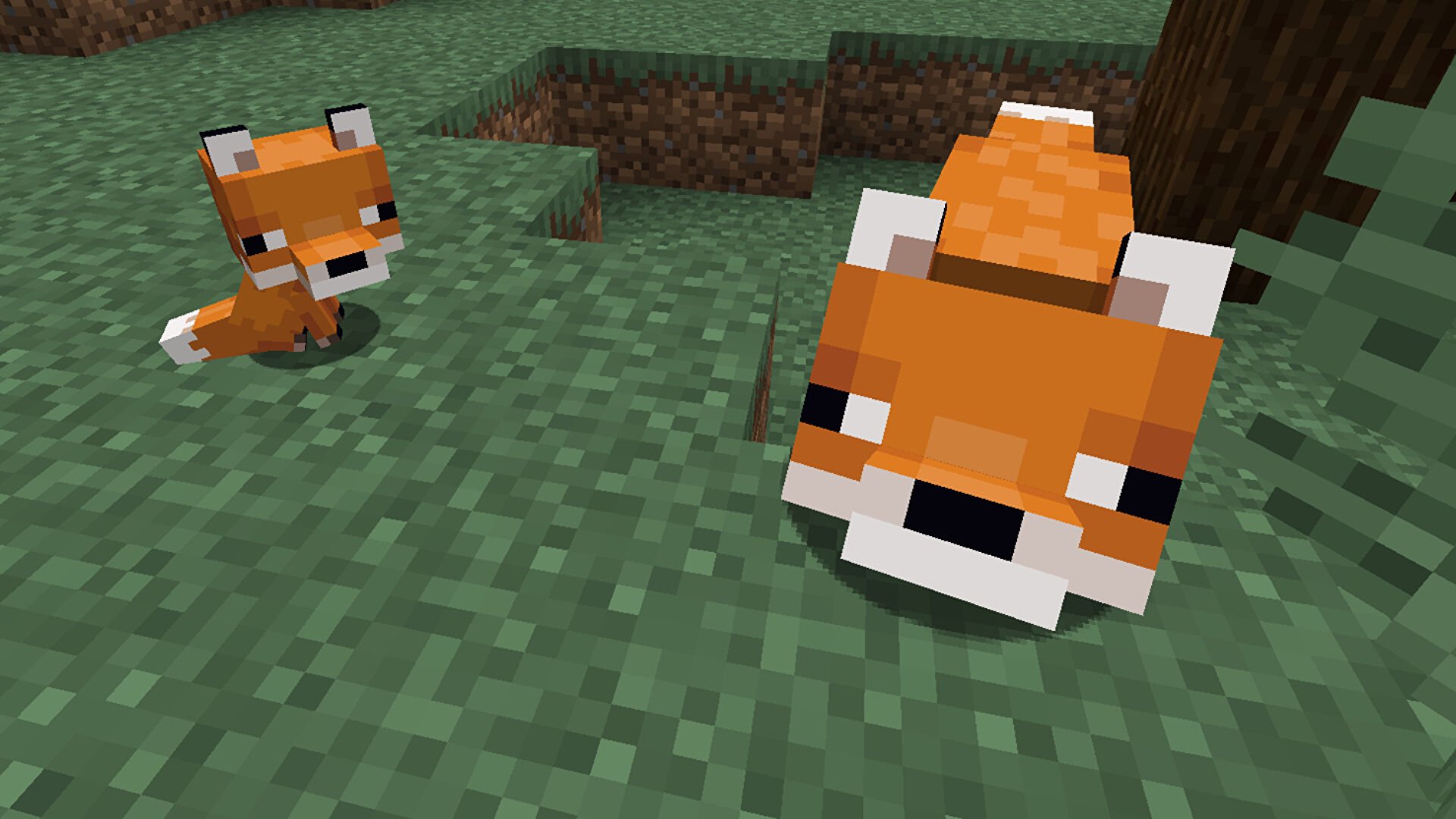 Minecraft fox taming: how to tame a fox