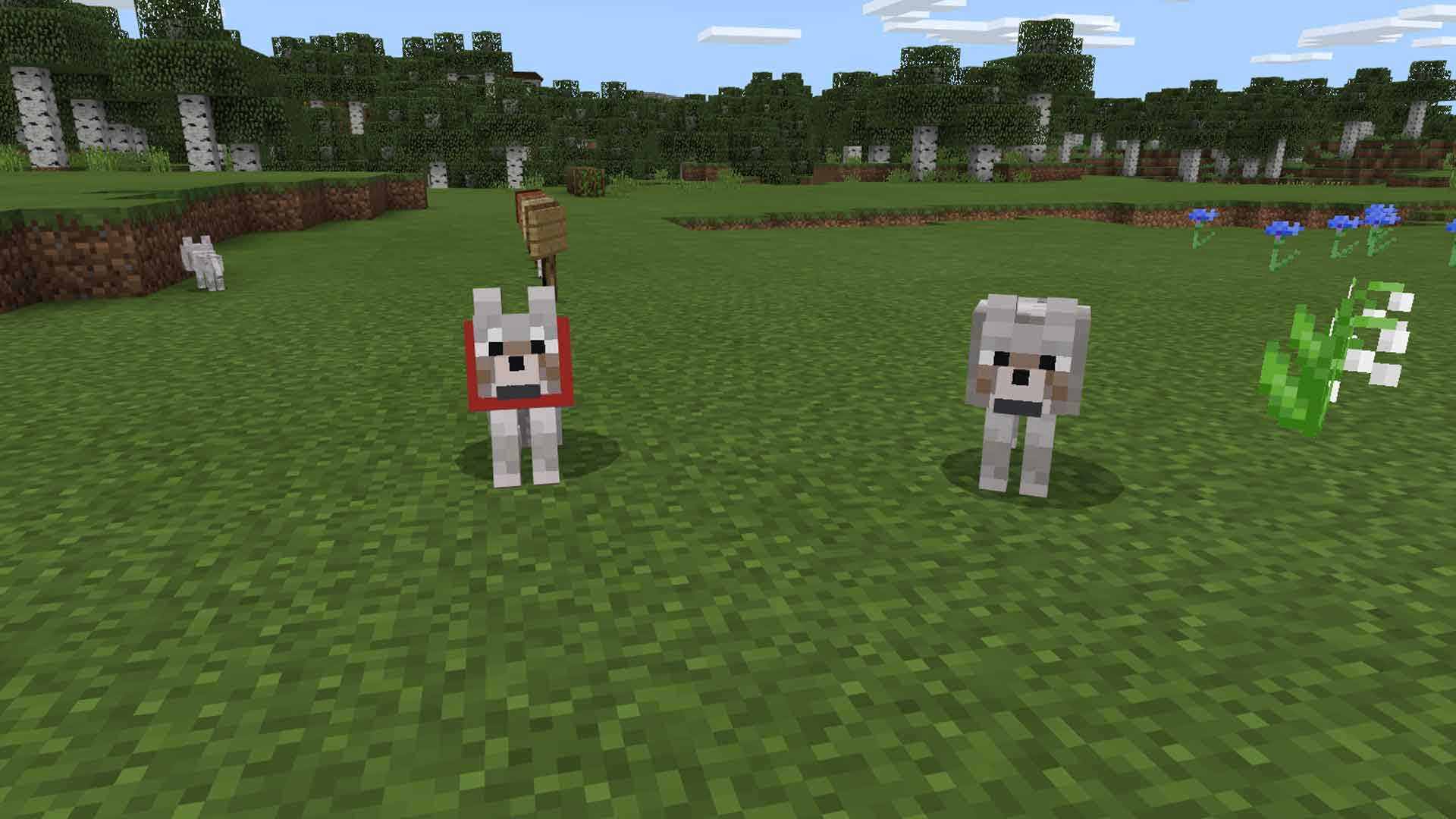 Minecraft How to Tame Wolves and Breed Them ...