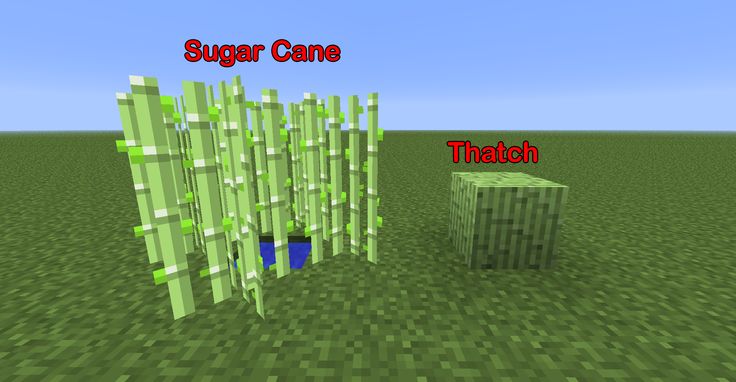 pics for sugar cane minecraft sugar cane sugar cane