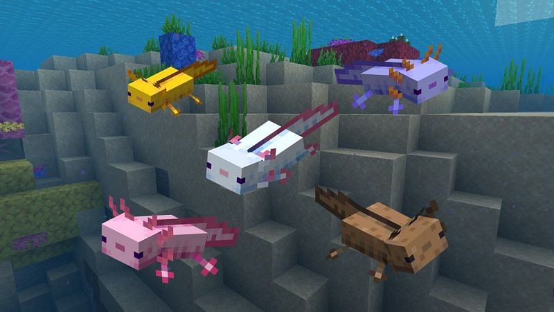 Which is the rarest axolotl in Minecraft 1.17 update ...